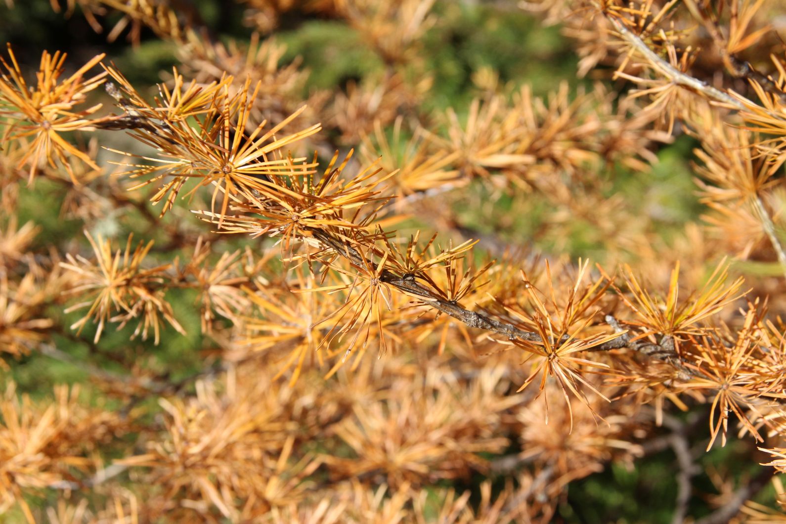 autunno d'oro